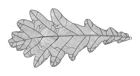 Linear graphic oak leaf drawing with veins Illustrazione stock