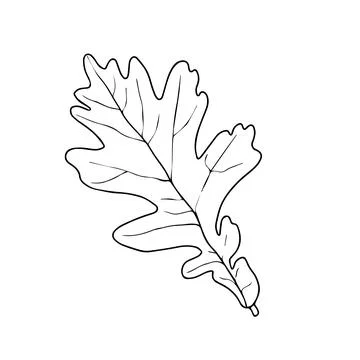 Linear graphic oak leaf pattern with veins isolated on white background. Ve.. Stock Illustration