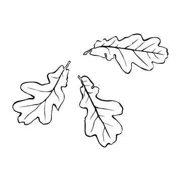 Linear graphic oak leaf pattern with veins isolated on white background. Vect Stock Illustration