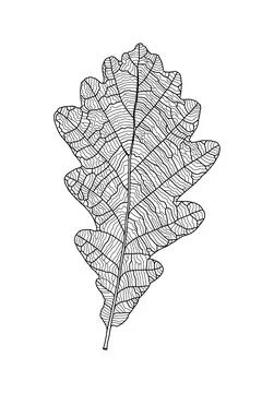 Linear graphic oak leaf picture with veins isolated on white background イラスト素材