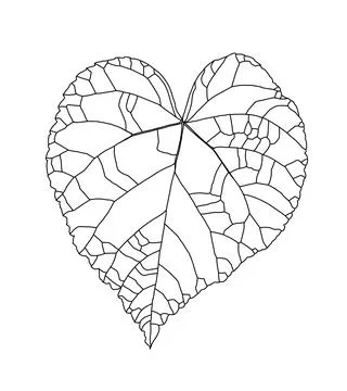 Linear graphic pattern of a heart-shaped linden leaf Stock Illustration
