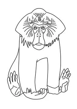 Linear Illustration Mandrill Baboon Monkey Line Clip Art monkey Sketch Stock Illustration