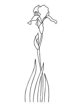 Linear iris flower with bud and leaves. Vector illustration. hand drawing o.. Stock Illustration