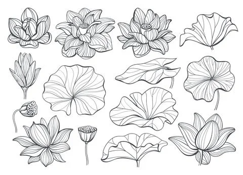Linear lotus elements. Line flowers and leaves, different views, decorative Stock Illustration