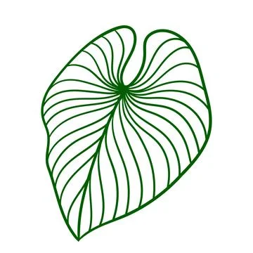 Linear monstera palm leaf. Decorative image of tropical foliage and plant. イラスト素材