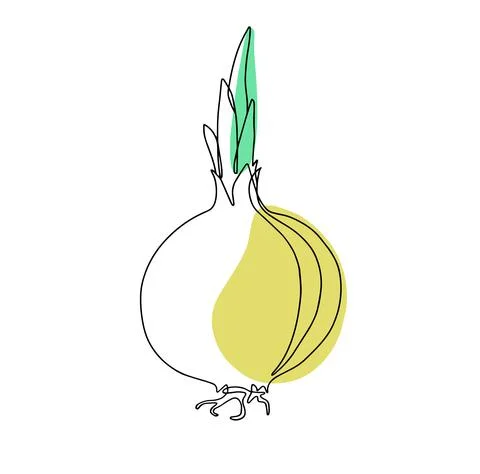 Linear onion isolated vegetable in white background Stock Illustration