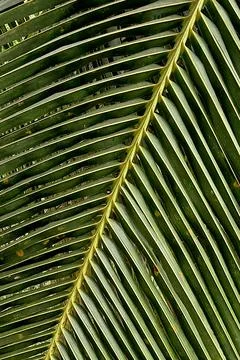 Linear Pattern of Coconut Leaves Stock Photos