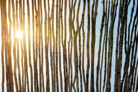Linear pattern of tree branches and sun behind Foto stock
