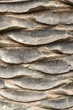 Linear patterns  on the bark of palm tree trunk Stock Photos