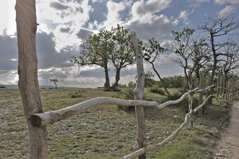 Linear perspective of a rustic fence, with trees growing behind it. Rural lan 스톡 사진