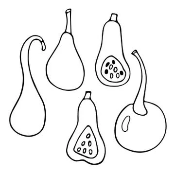 Linear pumpkin set. Vector hand draw Illustration. October harvest background Illustrazione stock