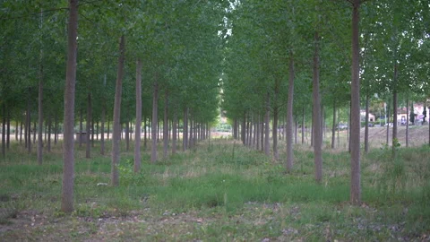 Linear rows of trees, central view Stock-Footage 154900853