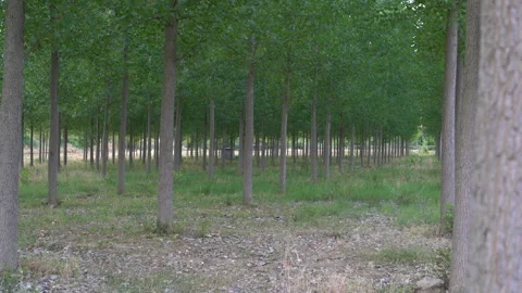 Linear rows of trees Stock-Footage 154900934