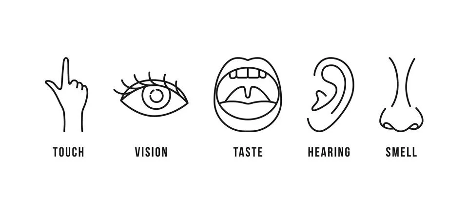 Linear scheme of five human senses Stock Illustration