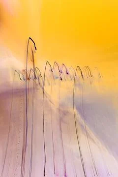 Linear Traces on an Abstract Gold Background Ilustração Stock