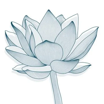 Linear vector decorative pattern of lotus flower. Graphics 스톡 일러스트