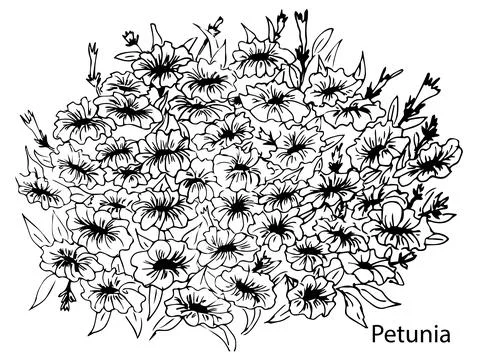 Linear vector illustration of a bouquet of petunia flowers. Handmade black and Stock Illustration