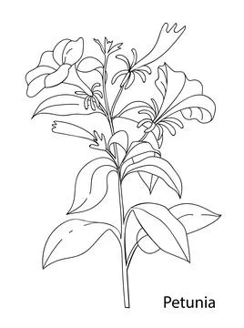 Linear vector illustration of a petunia flower. Black and white hand-made Stock Illustration