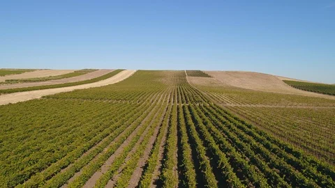 Linear Vines Stock Footage 93910158