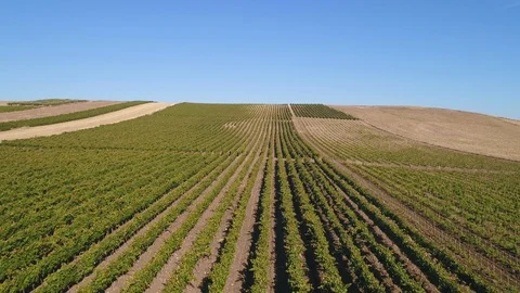Linear Vines Reverse, pt. 1/3 Stock Footage 94003449