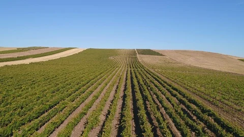 Linear Vines Reverse, pt. 2/3 Stock Footage 94006289