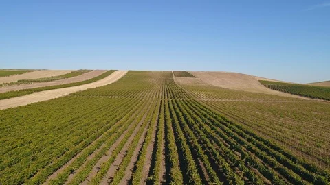 Linear Vines Reverse, pt. 3/3 Stock Footage 94005252