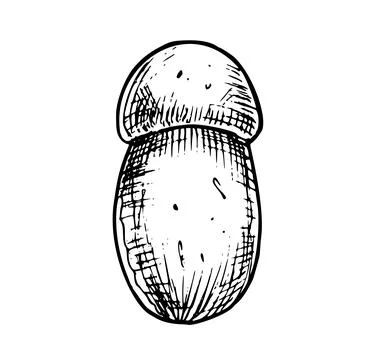 Linear white Mushroom. Hand drawn vector illustration of Boletus. Sketch of Stock Illustration