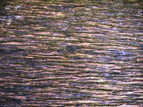 Linear Wood Grain With Rhythmic Layering For Branding Purposes Stock Photos