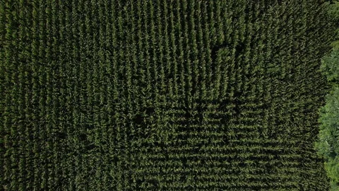 Linear zoom in on a corn field - From aerial view texture to corn plants details Stockbeeldmateriaal 138112559