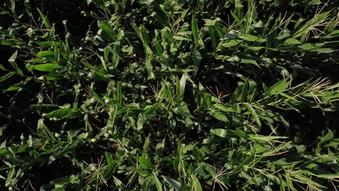 Linear zoom out from a corn field - From corn plants details to aerial view Stock Footage 138112366