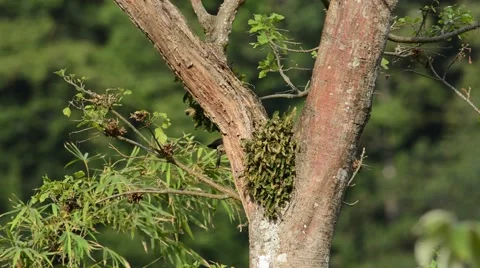 Lineated Woodpecker Vidéo 64802669