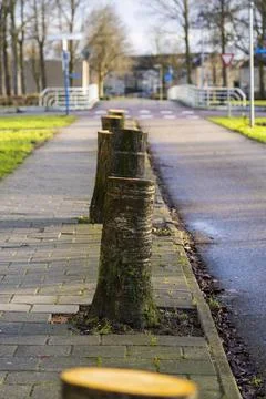 Lined-up and cut-down trees on a street Stock Photos