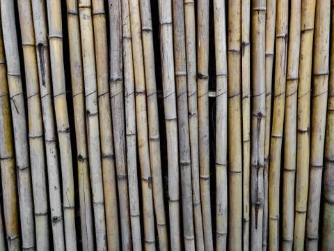Lined bamboo pattern, texture of background Stock Photos