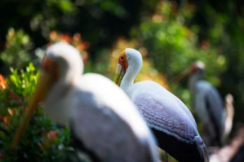 Lined up birds 2  Stock Photos