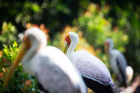 Lined up birds 4  Stock Photos