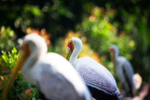 Lined up birds  Stock Photos