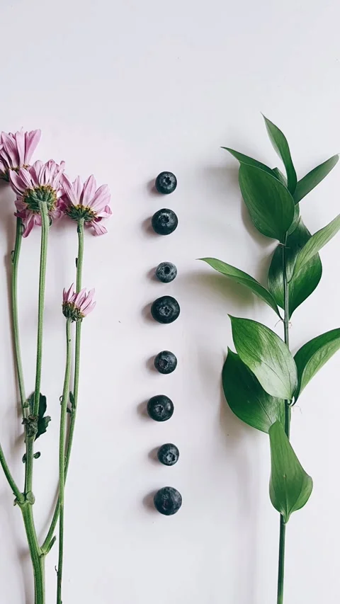 Lined-up blueberries alongside an array of green plants Stock Footage 271605822
