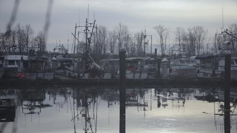 Lined up boats in port with trees in cloudy weather, United States Stock Footage 138896446