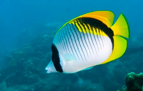 Lined butterflyfish Foto stock