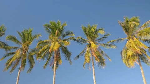 Lined up coconut trees move in the wind on a sunny beach, in the Philippines Stock Footage 235499643