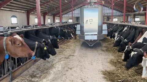 Lined Up Dairy Cows Feeding as Automated Vehicle Distributes Fodder Along Aisle Vídeo Stock 337637557