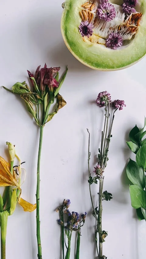 Lined-up flowers alongside honeydew melon Stock Footage 271434094