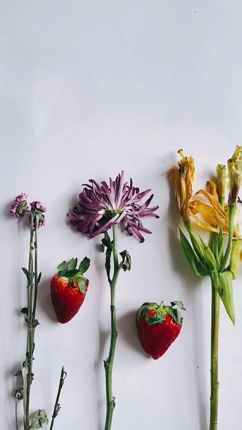 Lined up flowers and strawberries Stock Footage 270323748