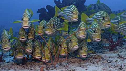 Lined group of Sweetlips, Raja Ampat, Indonesia Stock Footage 296653323