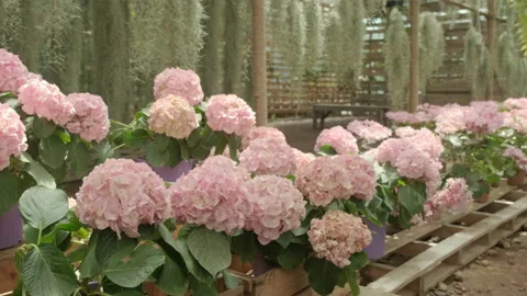 Lined hydrangeas and hanging plants. Stock Footage 133858974
