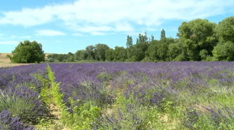 Lined lavender field with grass, calm conditions Stock Footage 50781025
