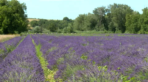 Lined lavender field with grass in the wind Stock Footage 50780702