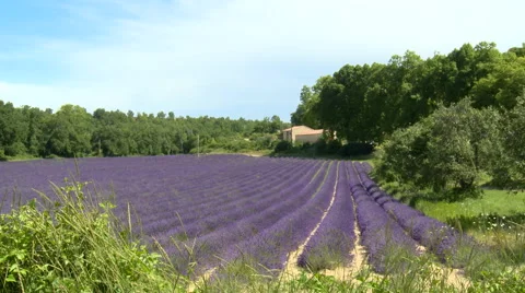 Lined lavender field with grass in the wind, flanked by trees Stock Footage 50780716