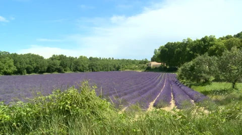 Lined lavender field with grass in the wind, wider Stock Footage 50780739