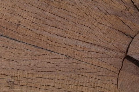 Lined Oak Quarter Section Stock Photos